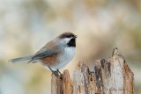 Msange  tte brune_Y3A0961 - Boreal Chickadee