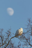 Harfang des neiges_Y3A2137 - Snowy Owl