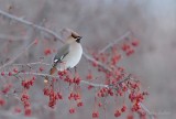 Jaseur boral_Y3A2938 - Bohemian Waxwing