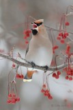 Jaseur boral_Y3A2624 - Bohemian Waxwing