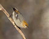 Durbec des sapins_Y3A3905 - Pine Grosbeak