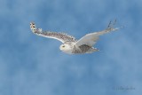 Harfang des neiges_Y3A6112_1 - Snowy Owl