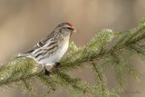 Sizerin flamm_Y3A8631 - Common Redpoll