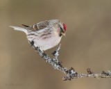 Sizerin flamm_Y3A8659 - Common Redpoll
