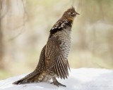 Glinotte huppe_Y3A7415 - Ruffed Grouse