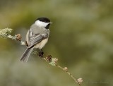 Msange  tte noire_Y3A8026 - Black-capped Chickadee