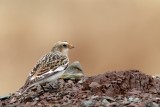 Plectrophane des neiges_Y3A1125 - Snow Bunting