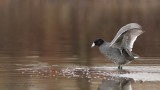 Foulque dAmrique_Y3A8245 - American Coot