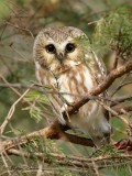 Petite Nyctale_Y3A0485 - Northern Saw-whet Owl