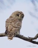 Chouette raye_Y3A0979 - Barred Owl
