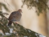 Tourterelle triste_5700 - Mourning Dove