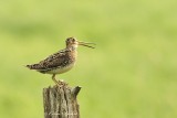 Bcassine de Wilson_2607 - Wilsons Snipe