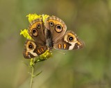 Papillon ocell (Junonia coenia)_Y3A4540 - Common Buckeye