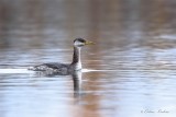 Grbe jougris _Y3A8001 - Red-necked Grebe