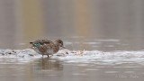 Sarcelle dhiver _Y3A7975 - Green-Winged Teal