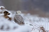 Harfang des neiges _9098 - Snowy Owl