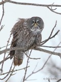 Chouette lapone _Y3A4173 - Great Gray Owl