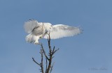 Harfang des neiges _9772 - Snowy Owl