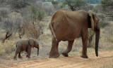 Mother and calf, Samburu, Kenya