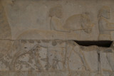 Original Image - Sagartians from Yazd, Apadana Staircase, Persepolis
