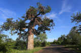 Baobab with Weavers Nests, Pafuri, Kruger