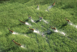 Red Lechwe, Okavango Delta