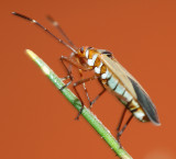 Macro Photos, Brazil