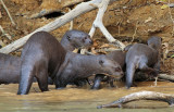 Giant Otter Family