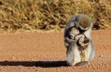 vervet monkey and baby