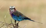 Lewa Conservancy, Kenya