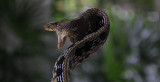 Snake Park, Bangkok, Thailand