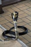 Snake Park, Bangkok, Thailand