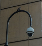 keeping out of sight.jpg