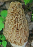 Mature Morel Mushroom in Appalachian Woods v tb0513gld.jpg