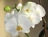 orchid 2.jpg