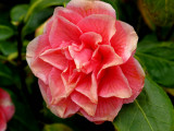 IMG_0053 camellia.jpg