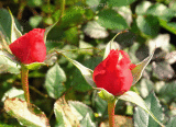 IMG_0016 rose buds in November.jpg