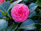 IMG_0034 camellia.jpg