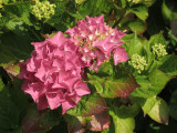 IMG_0083 Hydrangea flower.jpg