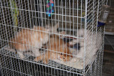 Kittens for sale in the souq.