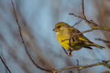 Greenfinch (Carduelis chloris)