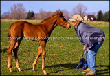 Hope Stock Farm 