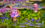 Van Dusen Gardens Reflection.jpg