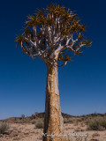 The_Quiver_Tree2
