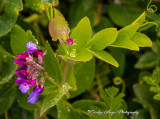 Raindrops_On_Weeds.jpg