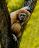 Cincinnati Zoo
