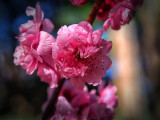 Early Spring Prunus w.jpg