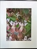 Milkweed Visitor  Land, L 830i Sale 100 rent 5  16x20 Photograph