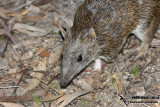 Southern Brown Bandicoot 9997.jpg