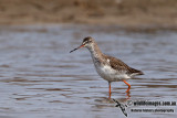 Spotted Redshank a0701.jpg